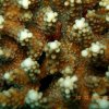 Corail Acropore Ma